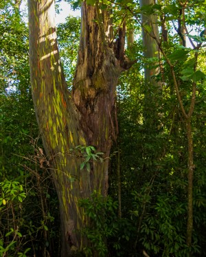 Rainbow Eucalyptus Tree   Maui Hawaii 07809
